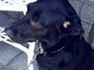 Cachorro raça Vira lata (mistura de labrador idade 1 ano nome Sansa