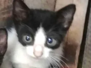 Gato raça indefinido idade 2 a 6 meses nome Michael jackson