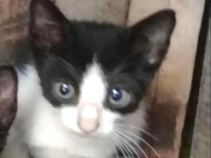 Gato ra a indefinido idade 2 a 6 meses nome Michael jackson