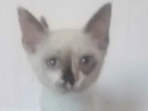 Gato raça indefinido idade 2 a 6 meses nome Polly