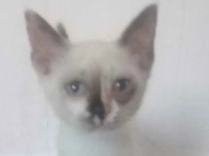 Gato ra a indefinido idade 2 a 6 meses nome Polly