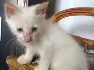 Gato raça indefinido idade 2 a 6 meses nome Fabio assunção