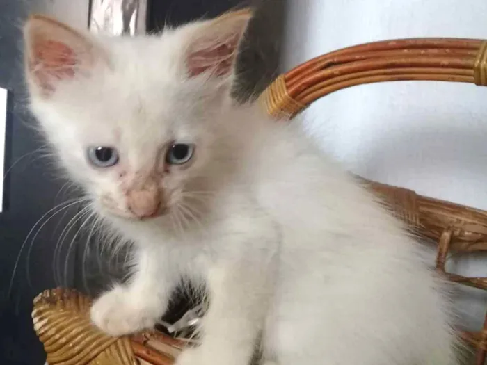 Gato ra a indefinido idade 2 a 6 meses nome Fabio assunção