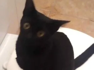 Gato raça indefinida idade 2 anos nome furacao