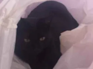 Gato raça indefinida idade 5 anos nome timinina