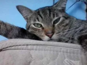 Gato raça indefinida idade 6 ou mais anos nome rian