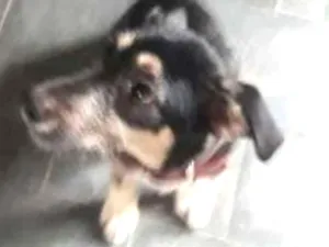 Cachorro raça Vira Lata idade 7 a 11 meses nome Estela