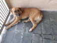 Xodó