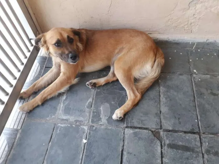 Cachorro ra a Viralata idade 1 ano nome Xodó