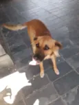 Xodó