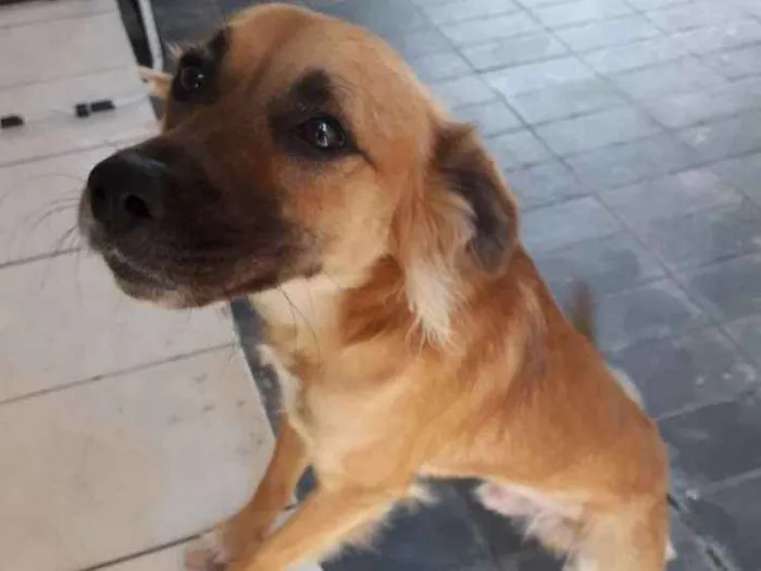 Cachorro ra a Viralata idade 1 ano nome Xodó