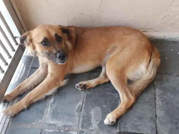 Cachorro ra a Viralata idade 1 ano nome Xodó
