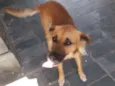 Xodó