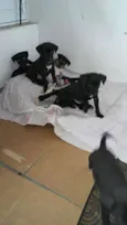 Varios