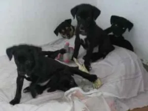 Cachorro raça Vira lata idade Abaixo de 2 meses nome Varios