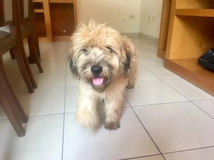 Cachorro ra a SRD idade 1 ano nome Buggy