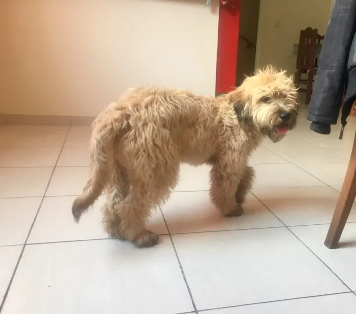 Cachorro ra a SRD idade 1 ano nome Buggy