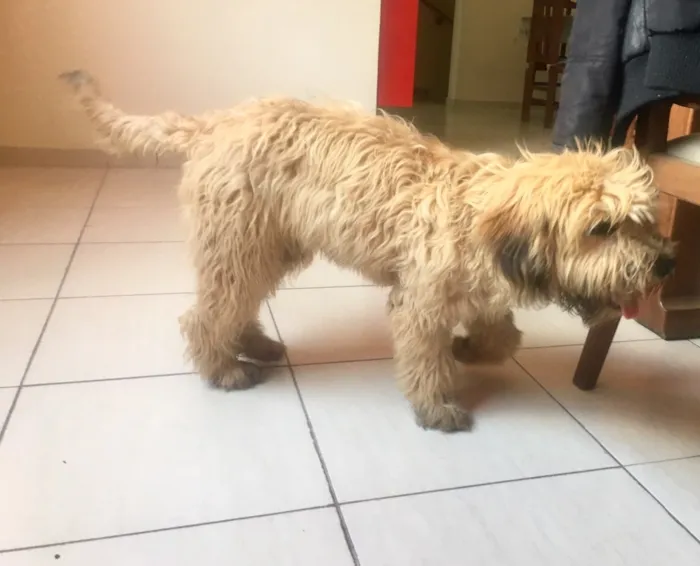 Cachorro ra a SRD idade 1 ano nome Buggy