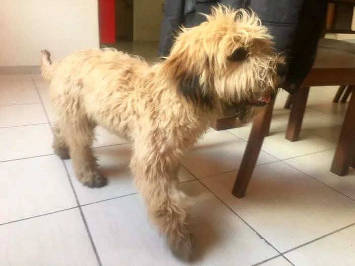Cachorro ra a SRD idade 1 ano nome Buggy