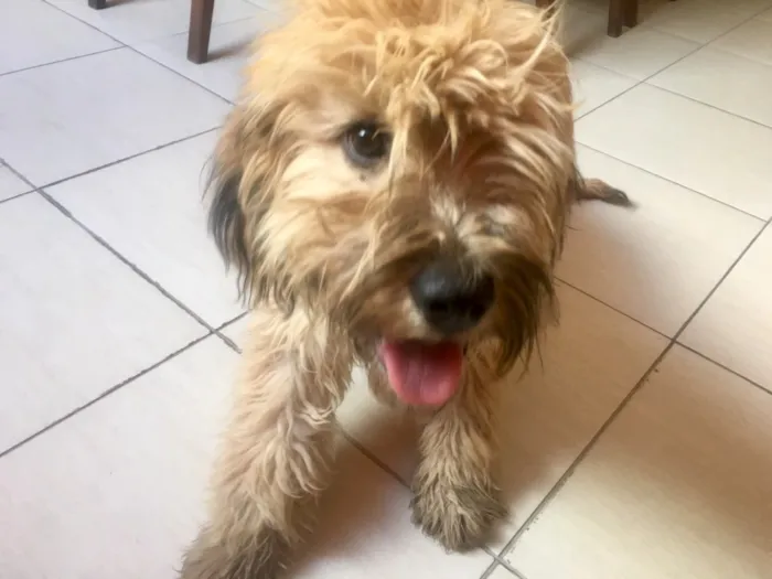 Cachorro ra a SRD idade 1 ano nome Buggy