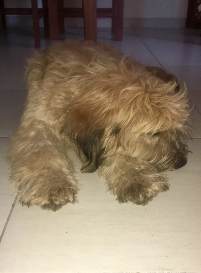 Cachorro ra a SRD idade 1 ano nome Buggy