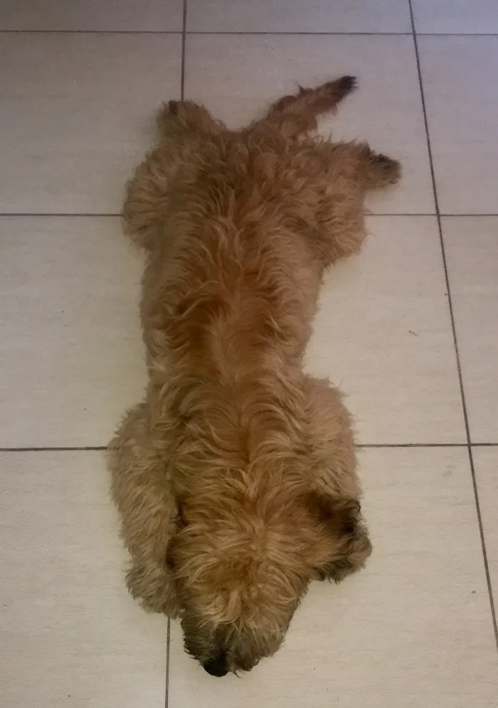Cachorro ra a SRD idade 1 ano nome Buggy