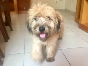Cachorro raça SRD idade 1 ano nome Buggy