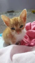 Simba 