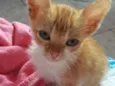 Simba 