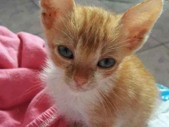 Gato ra a Vira lata  idade Abaixo de 2 meses nome Simba 