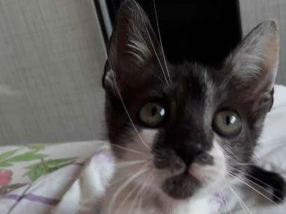 Gato ra a Vira lata  idade 2 a 6 meses nome Theo