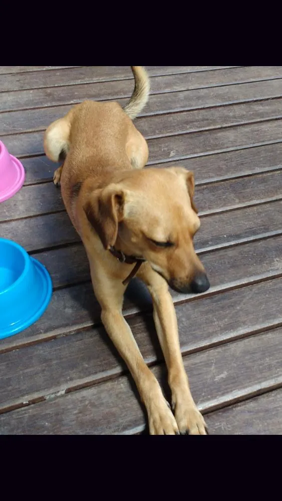Cachorro ra a Sem raça definida idade 2 anos nome Champ