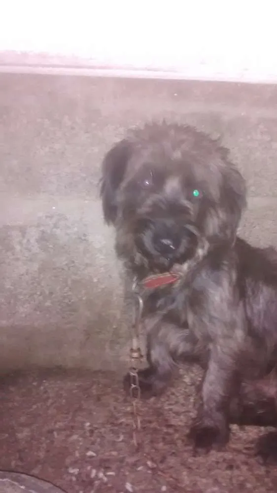 Cachorro ra a Poodle idade 2 anos nome Apuk