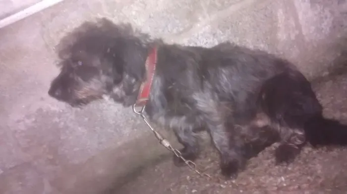 Cachorro ra a Poodle idade 2 anos nome Apuk