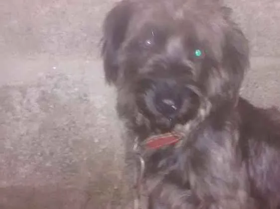 Cachorro ra a Poodle idade 2 anos nome Apuk