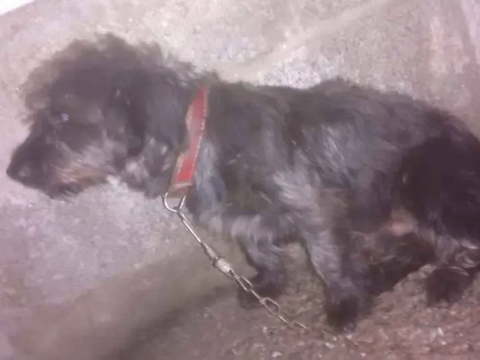 Cachorro ra a Poodle idade 2 anos nome Apuk
