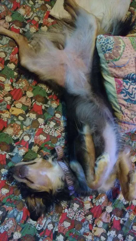 Cachorro ra a Sem raça definida idade 2 anos nome Zim