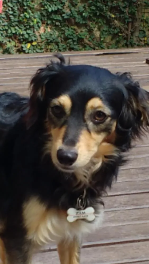 Cachorro ra a Sem raça definida idade 2 anos nome Zim