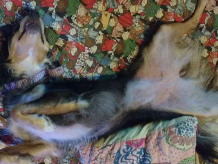Cachorro ra a Sem raça definida idade 2 anos nome Zim
