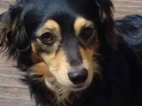 Cachorro ra a Sem raça definida idade 2 anos nome Zim
