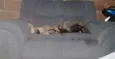 Fujona e Chorona