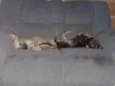 Fujona e Chorona