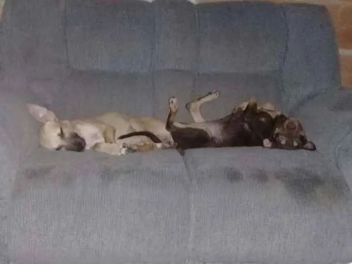 Cachorro ra a Pitbull misturada com viralata idade Abaixo de 2 meses nome Fujona e Chorona