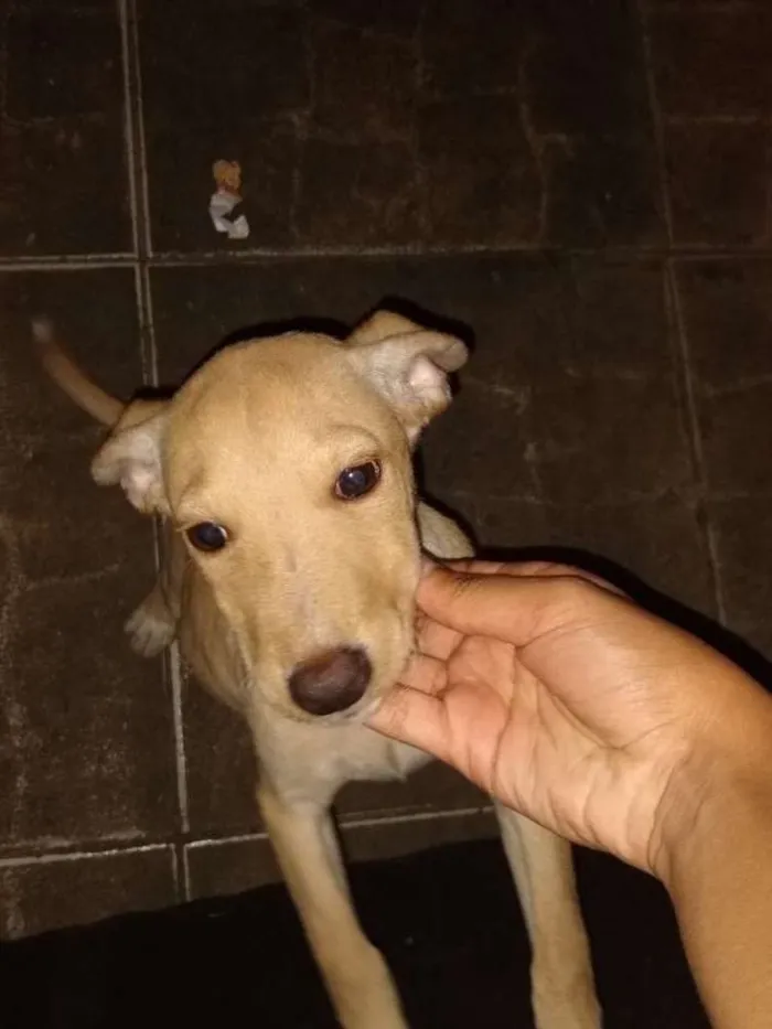 Cachorro raça Vira-lata com labrador idade 2 a 6 meses nome Princesa
