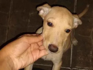 Cachorro raça Vira-lata com labrador idade 2 a 6 meses nome Princesa