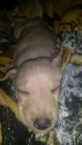 Princesa