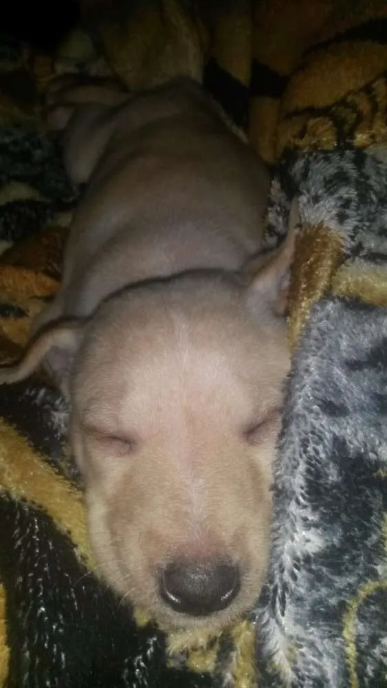 Cachorro raça Vira-lata com labrador idade 2 a 6 meses nome Princesa