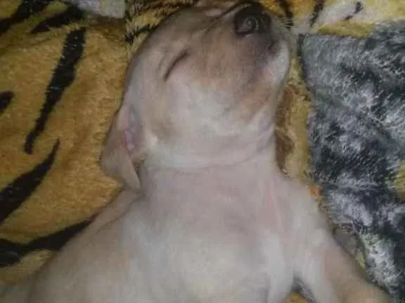 Cachorro raça Vira-lata com labrador idade 2 a 6 meses nome Princesa
