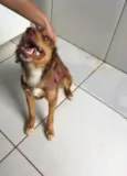 Atena