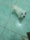 Bbs